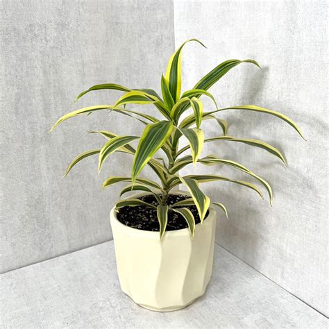 黃邊百合竹|百合竹 (Dracaena reflexa)